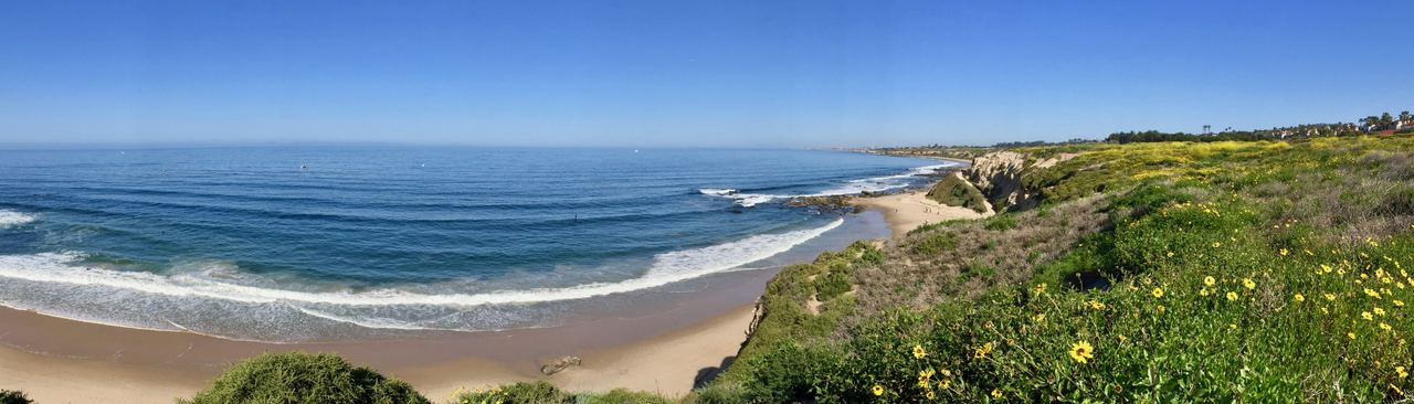 Wildflowers in bloom above the beach at Crystal Cove State Park, Newport Coast